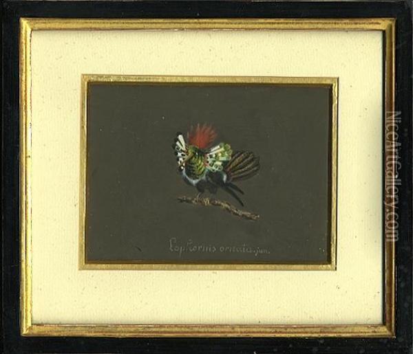Kolibri Oil Painting - Wilhelm Johann Dan. Hartmann