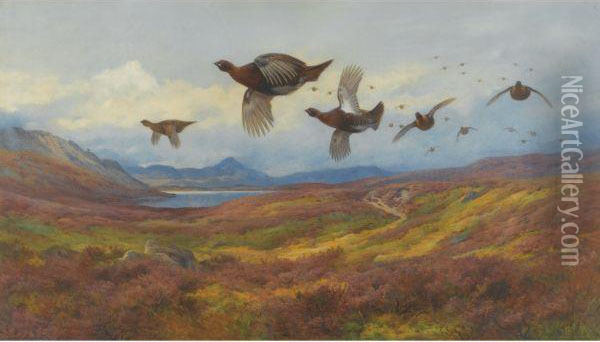 Swerving From The Guns-red Grouse Oil Painting - Archibald Thorburn