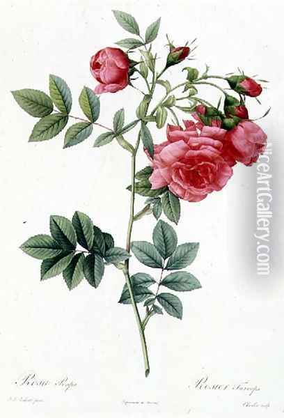 Rosa Pimpinellifolia Flore Variegato Oil Painting - Pierre-Joseph Redoute