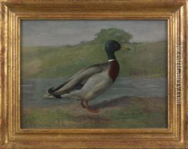 Mallard Drake Oil Painting - Gustav Muss-Arnolt