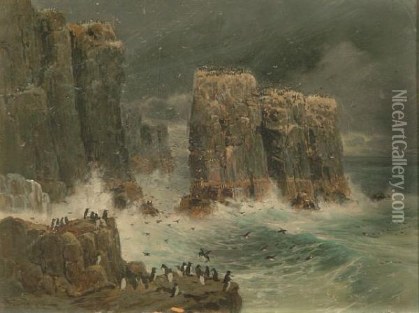Comorants And Puffins - Possibly The Farne Islands Oil Painting - William Arnold Woodhouse