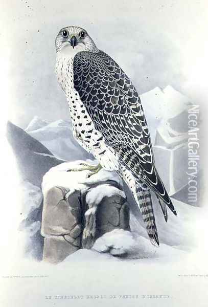 Icelandic Falcon, from Traite de Fauconnerie by H. Schlegel & A.H. Verster de Wulverhorst, 1844-53 Oil Painting - Mattias Wolf