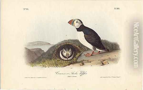 Common or Arctic Puffin Oil Painting - John James Audubon