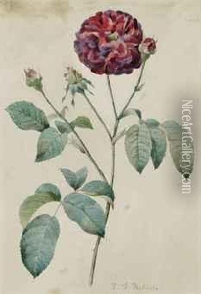 Etude D'une Rose Rouge Oil Painting - Pierre-Joseph Redoute