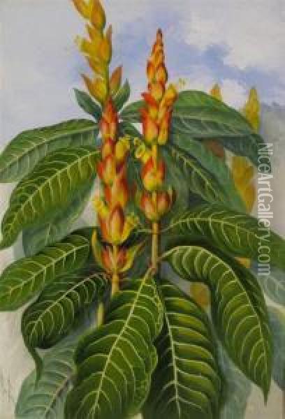 Aphelandra Squarrosa, Zebra Plant Or Saphron Spike Oil Painting - Marian Ellis Rowan