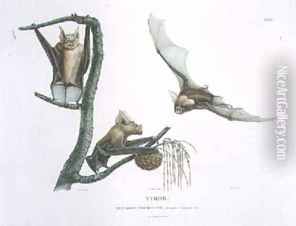 Rhinolophus Crumeniferus a Horseshoe Bat Oil Painting - Lesueur, Charles Alexandre