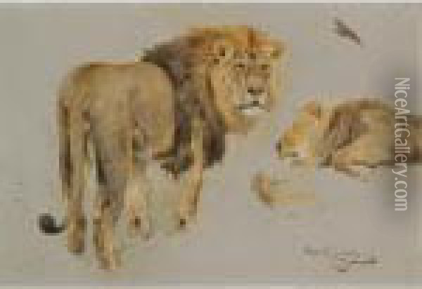 Lowenstudie (study Of Lions) Oil Painting - Wilhelm Kuhnert