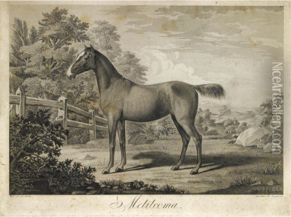 Portrait Of A Stallion, 'melilcoma' Oil Painting - Hans Johann Haag