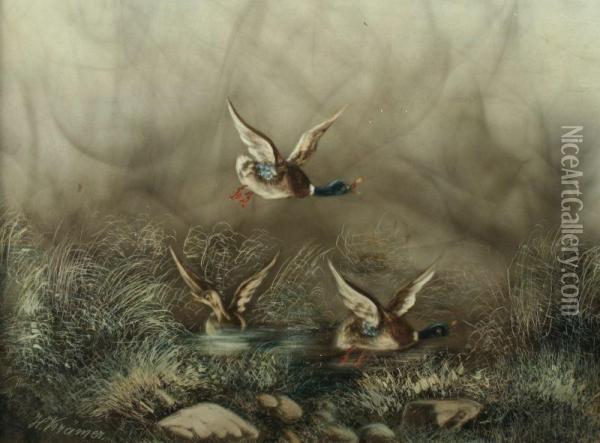 Einfallende Enten Oil Painting - Hermann Kraemer