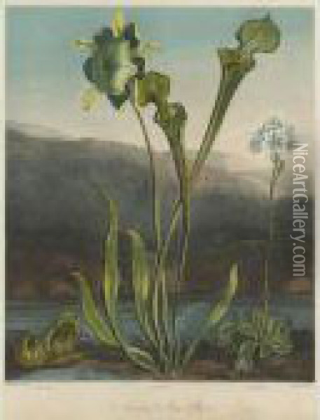 Temple Of Flora: American Bog Plants Oil Painting - Robert John, Dr. Thornton
