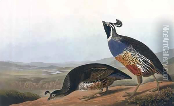 Californian Partridge, from 'Birds of America' Oil Painting - John James Audubon