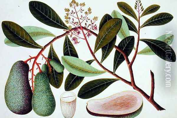 Langote or Mangifera, from 'Drawings of Plants from Malacca' Oil Painting - Anonymous Artist