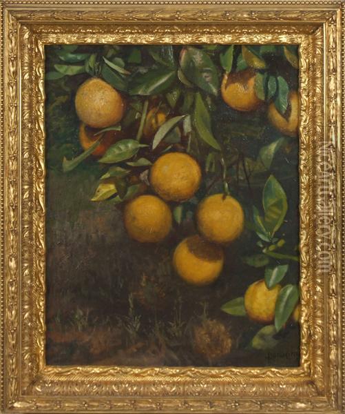 Still Life With Lemons Oil Painting - John Donaghy