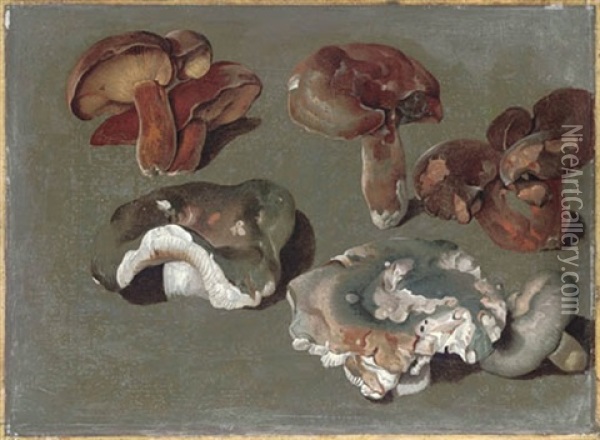Studies Of Fungi (the Lower Three Are Russula Cyanoxantha - The Charcoal Burner) Oil Painting - Philipp Ferdinand de Hamilton