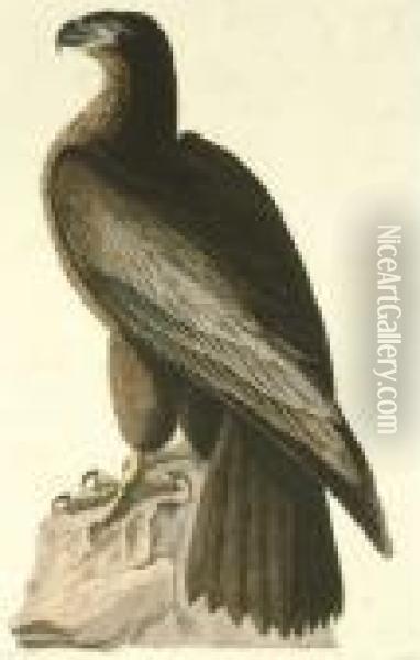 The Bird Of Washington Or Great American Sea Eagle (plate 11) Oil Painting - John James Audubon