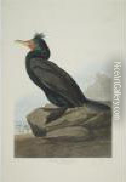 Double-crested Cormorant; 
Fork-tailed Petrel; And Red-necked Grebe (plates Cclvii, Cclx And 
Ccxcviii) Oil Painting - John James Audubon