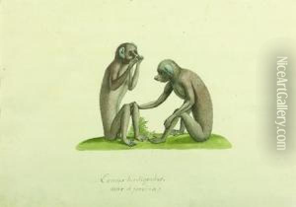Lemur Tardigradus : Deux Singes Oil Painting - Franz Anton von Scheidel