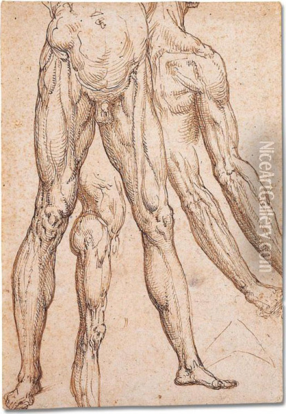 Anatomical Studies Of Lower Torsos And Legs, Arms And A Shoulder Oil Painting - Aurelio Luini