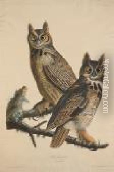 Great Horned-owl. Strix Virginiana. (pl. 61) Oil Painting - John James Audubon