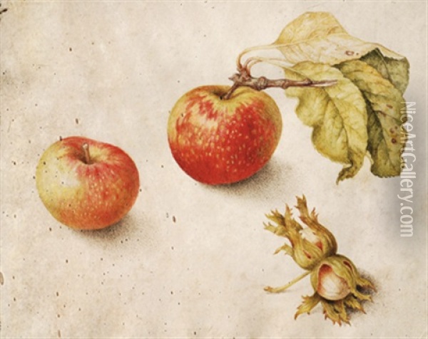 Stillleben Mit Apfeln Und Nussen - Natura Morta Con Mele E Noci Oil Painting - Giovanna Garzoni