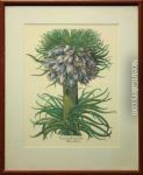 Botanical Print: Corona Imperialis Polvanthos Oil Painting - Basilius Besler