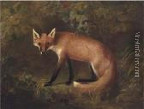 A Fox In Shrubbery Oil Painting - John Snr Ferneley