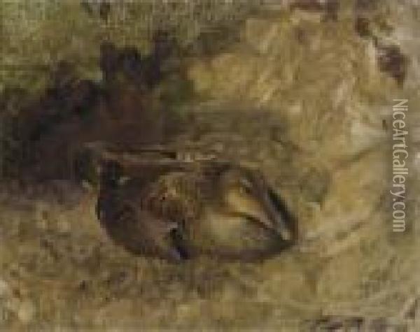 Study Of A Wild Duck Oil Painting - Bruno Andreas Liljefors