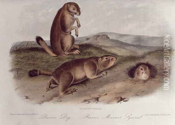 Prairie Dog from 'Quadrupeds of North America', 1842-45 Oil Painting - John James Audubon