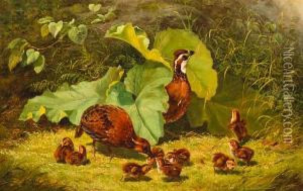 Quail And Young Oil Painting - Arthur Fitzwilliam Tait