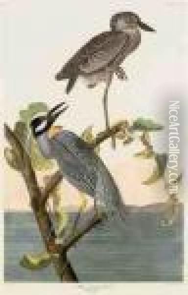 Yellow-crowned Heron Oil Painting - John James Audubon