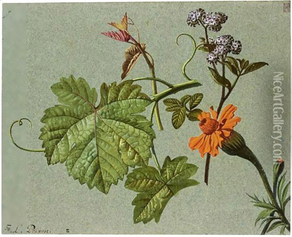 Studies Of Flowers And Vineleaves Oil Painting - Jean-Louis Prevost