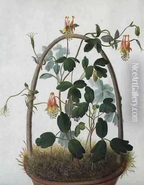 Tropaeolum Tuberosum Oil Painting - Matilda Conyers