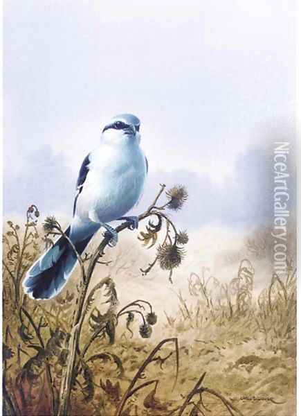 A great grey shrike Oil Painting - Carl Donner