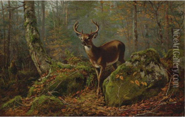 Buck In The Forest Oil Painting - Arthur Fitzwilliam Tait