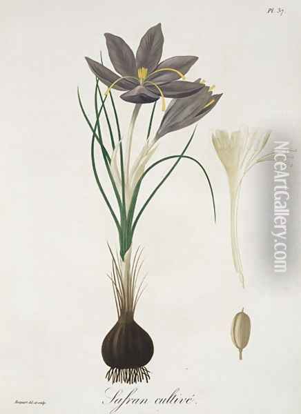 Saffron Crocus from Phytographie Medicale Oil Painting - L.F.J. Hoquart