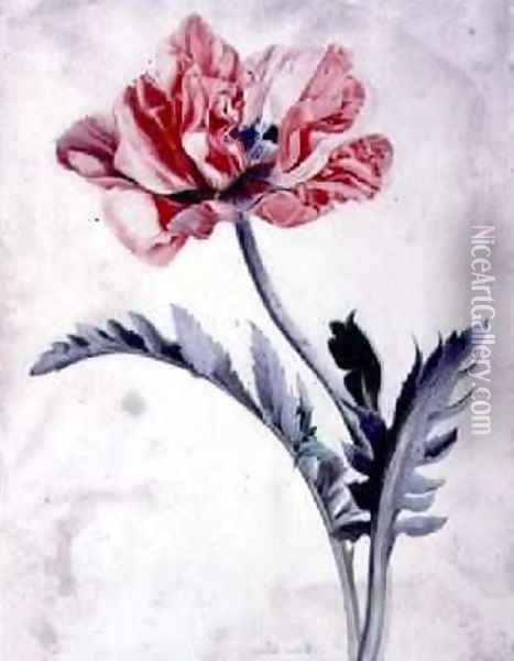 Flower Pieces Oriental Poppy Oil Painting - Marie-Anne