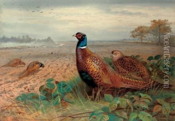 Cock And Hen Pheasants In A Ploughed Field, A Skein Of Geese Overhead Oil Painting - Archibald Thorburn