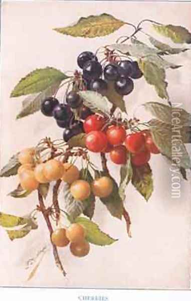 Cherries illustration from Country Days and Country Ways Oil Painting - Louis Fairfax Muckley