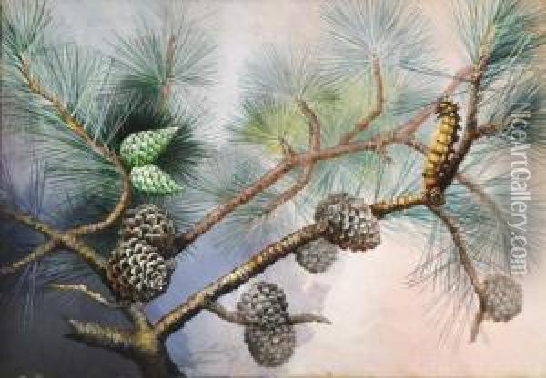 Pine Tree Oil Painting - Marian Ellis Rowan