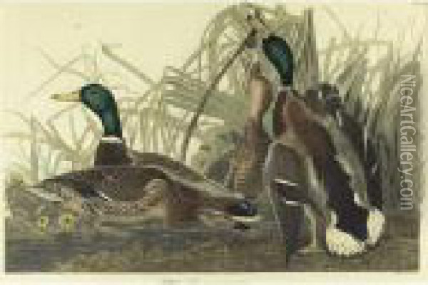 Mallard Duck (plate 221) Oil Painting - John James Audubon