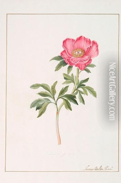 Paeonia Mascula Oil Painting - James Bolton