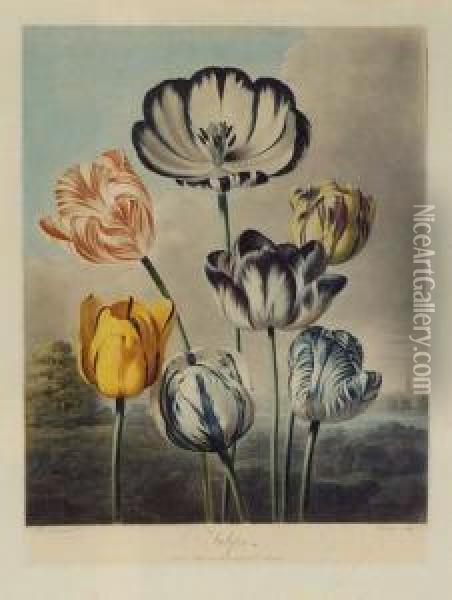 Temple Of Flora Oil Painting - Robert John, Dr. Thornton