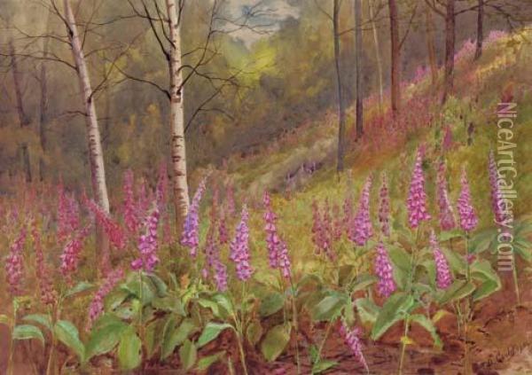 Foxgloves Among Silver Birch Trees Oil Painting - David Gould