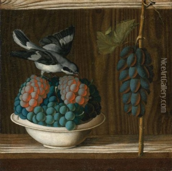 Still Life Of Grapes With A Gray Shrike Oil Painting - Antonio (Da Crevalcore) Leonelli