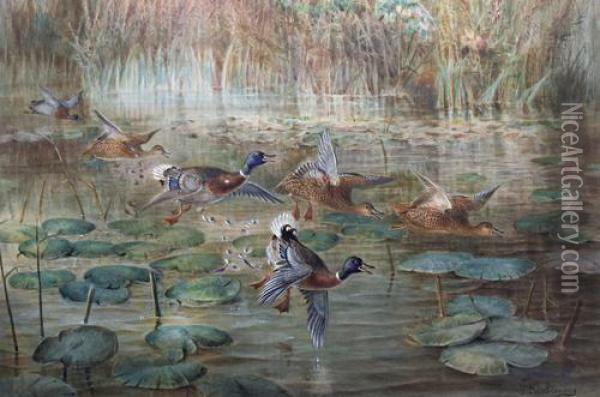 Ducks In The Lilies Oil Painting - Johan Gerard Keulemans