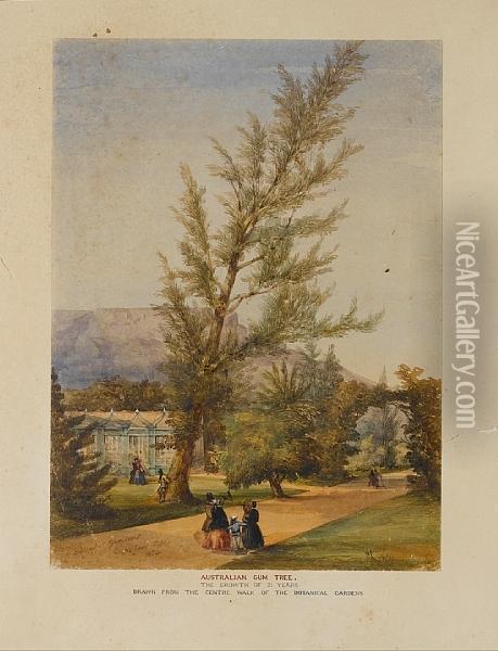 Botanical Gardens, Cape Town Oil Painting - Thomas William Bowler