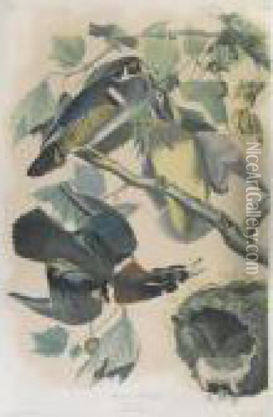 Summer Or Wood Duck (plate 391) Oil Painting - John James Audubon