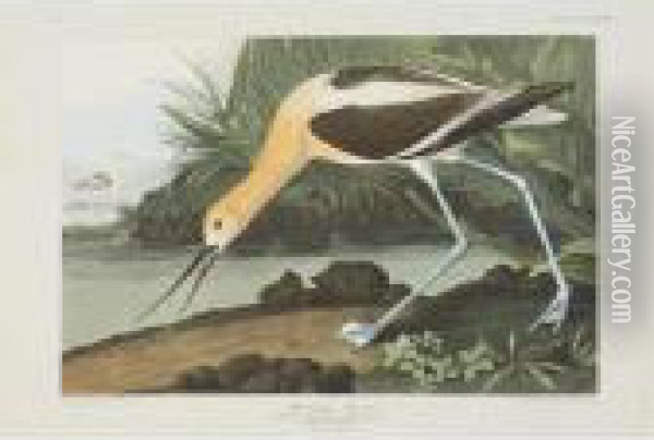 American Avocet, Red-breasted 
Snipe, And Golden-eye Duck (plate Cccxviii, Cccxxxv And Ccciii) Oil Painting - John James Audubon