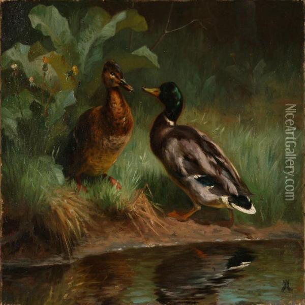 Two Ducks By A Shoreline Oil Painting - Adolf Henrik Mackeprang