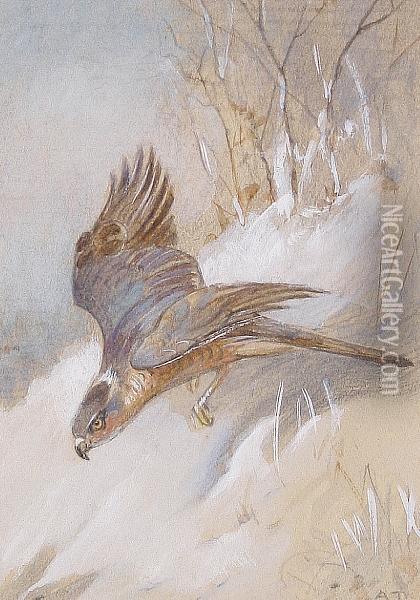 Study Of A Male Sparrowhawk Oil Painting - Archibald Thorburn